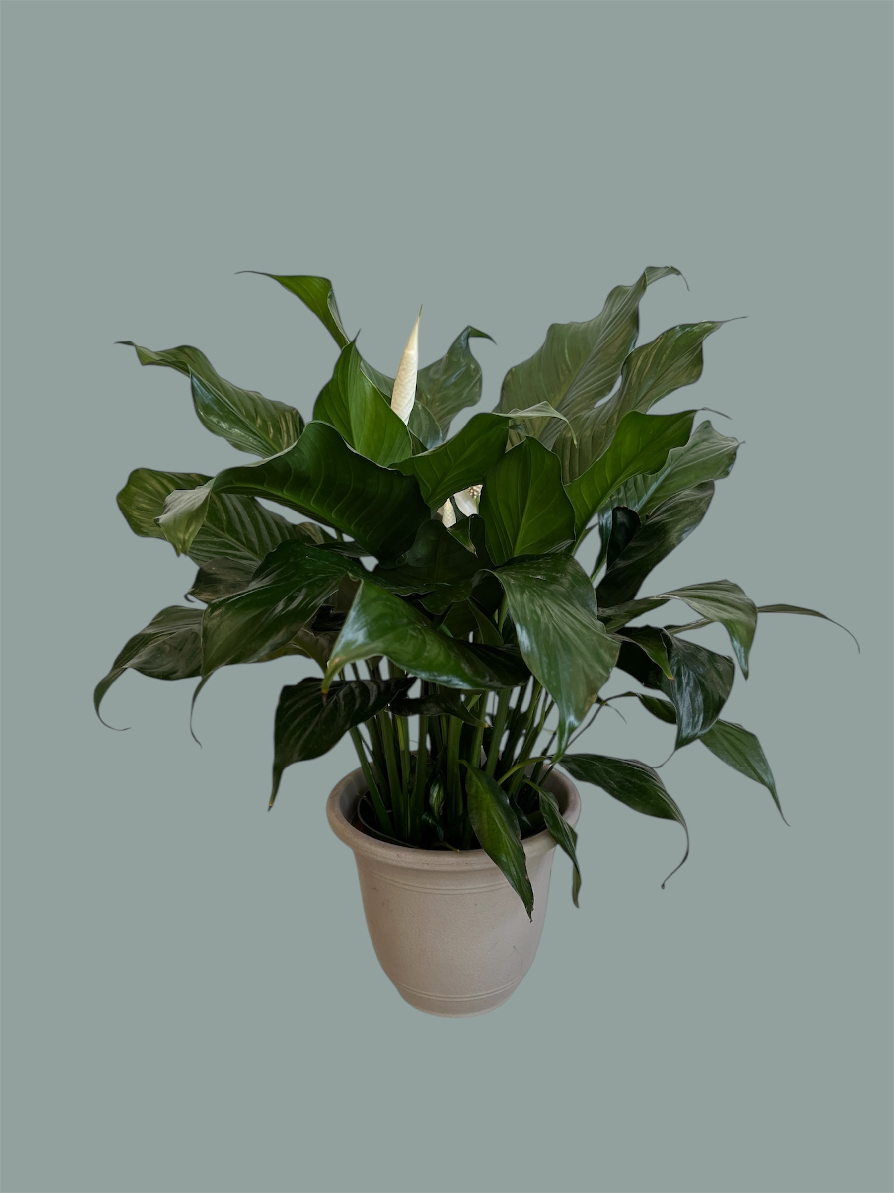 Peace Lily