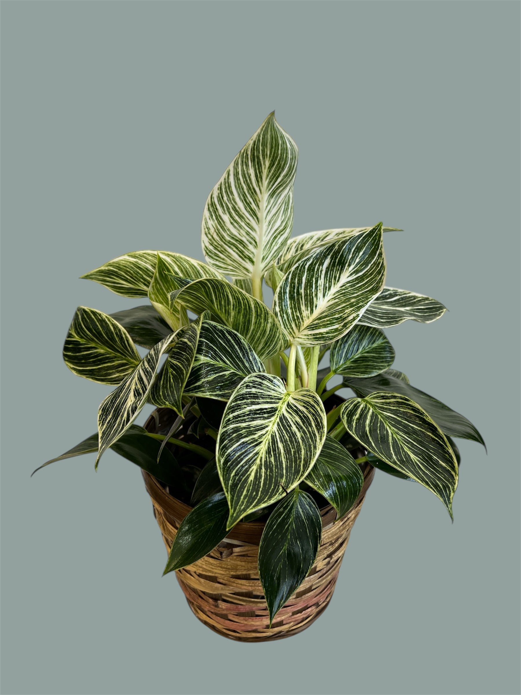 Philodendron Birkin