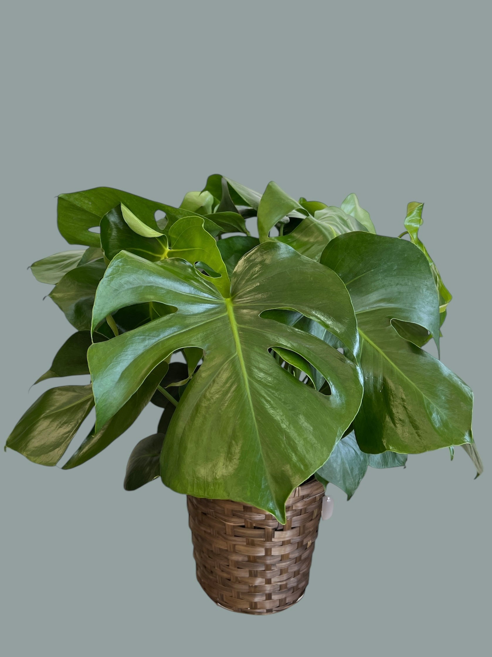 monstera deliciosa 10 inch