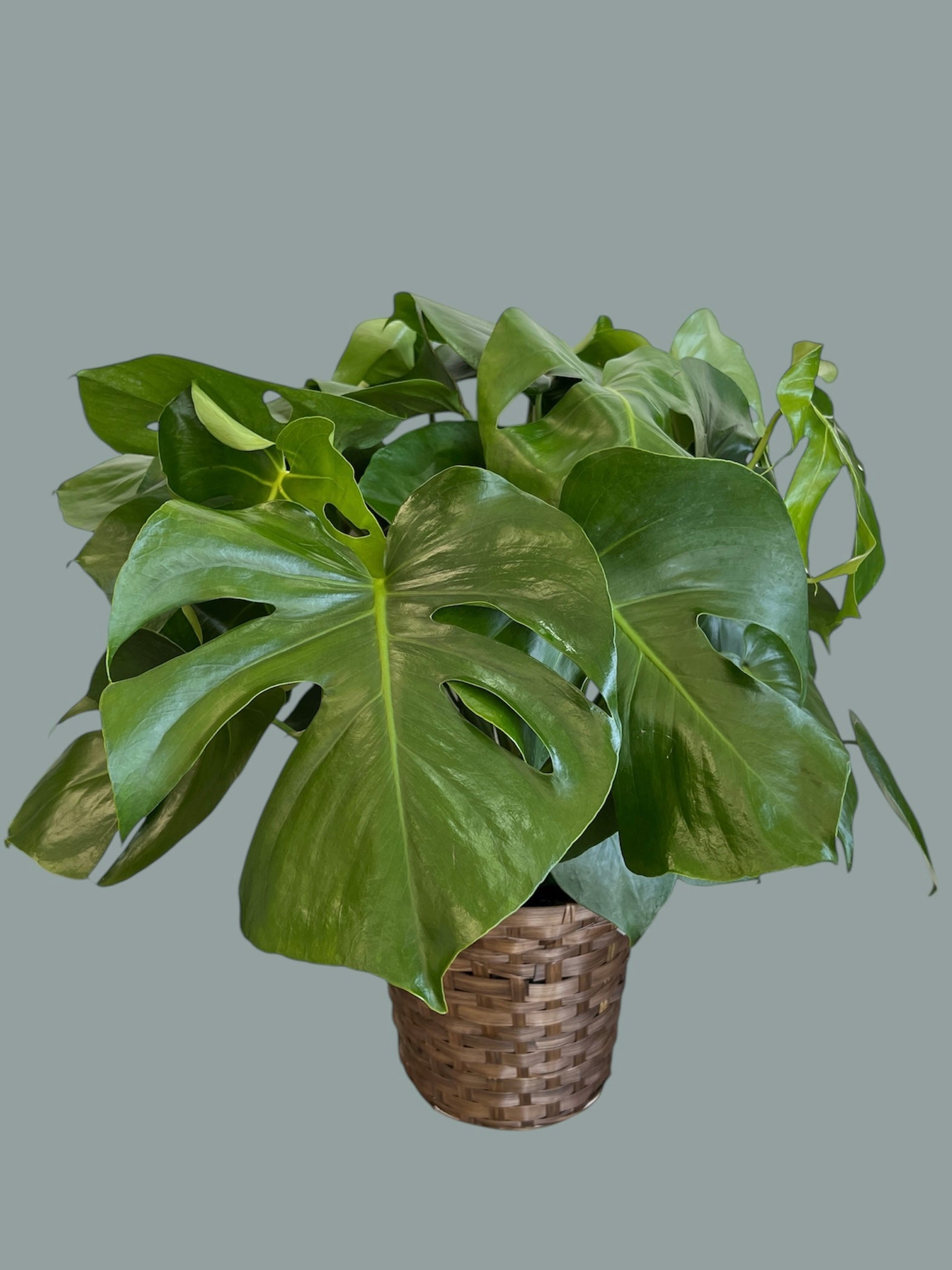 monstera deliciosa 10 inch