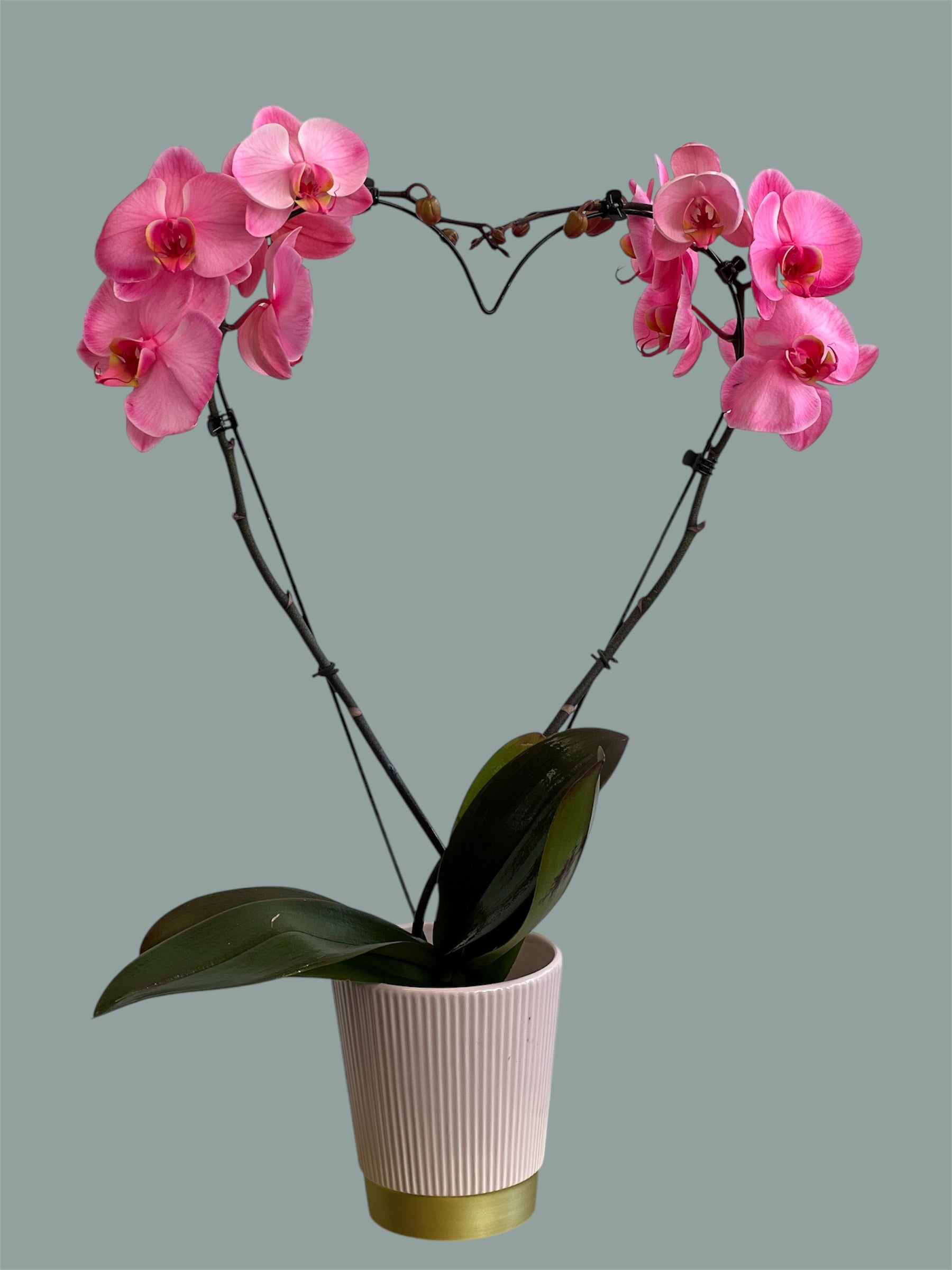 Orchidia Corazon