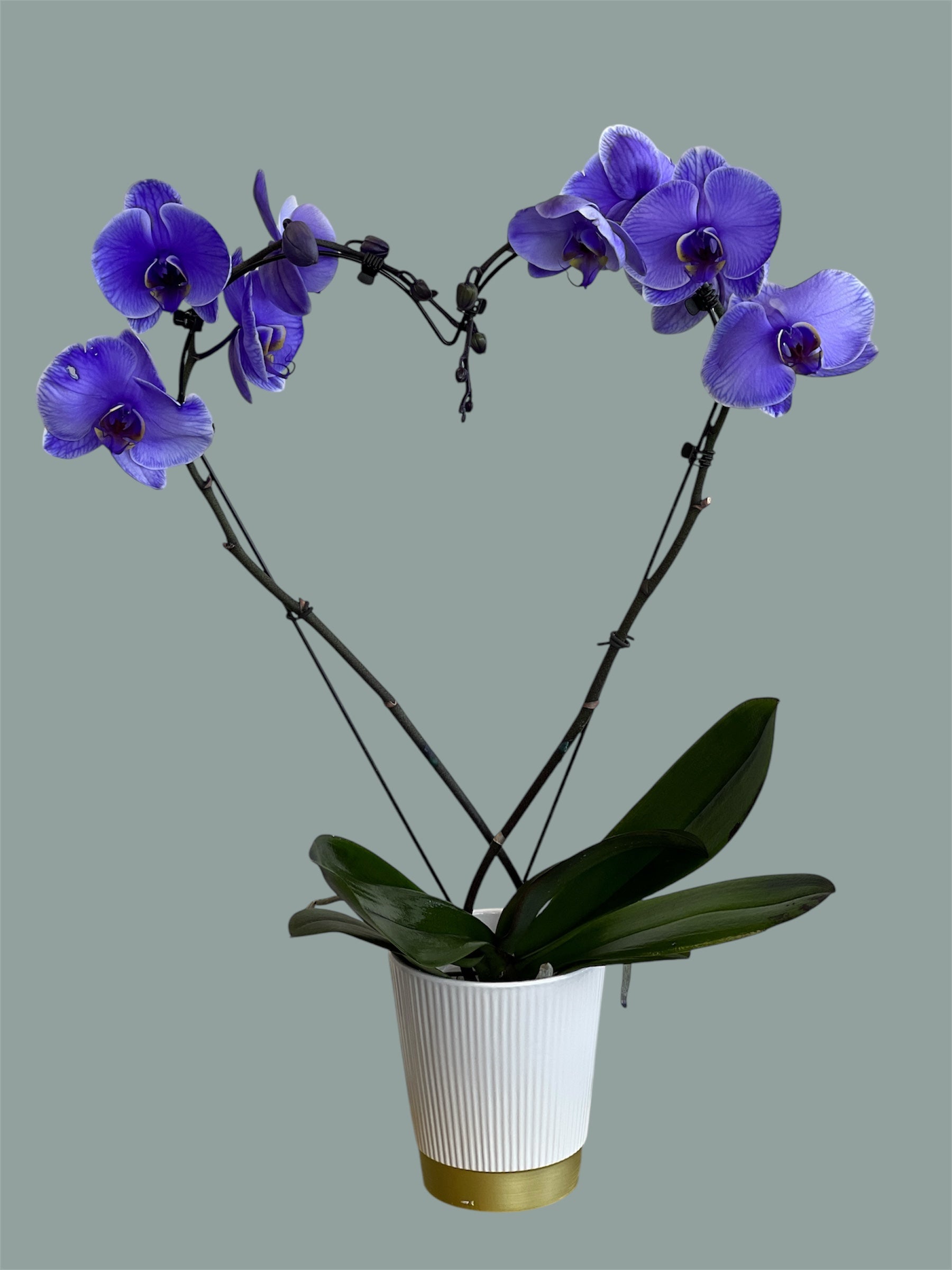 Orchidia Corazon