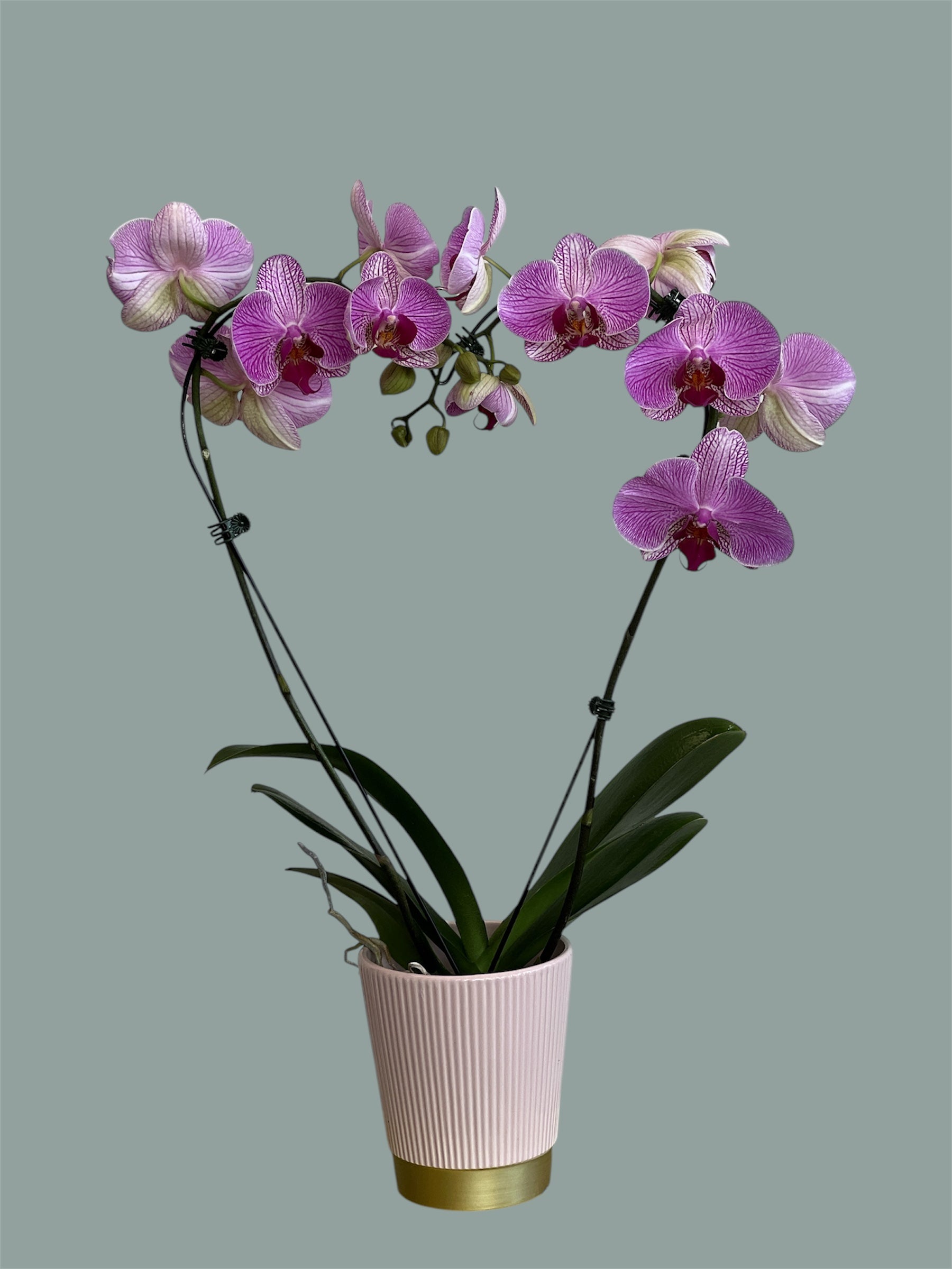 Orchidia Corazon