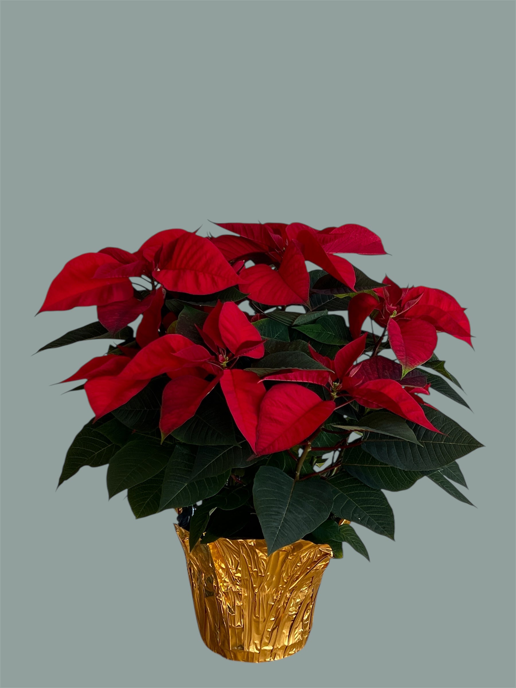 poinsettia plant