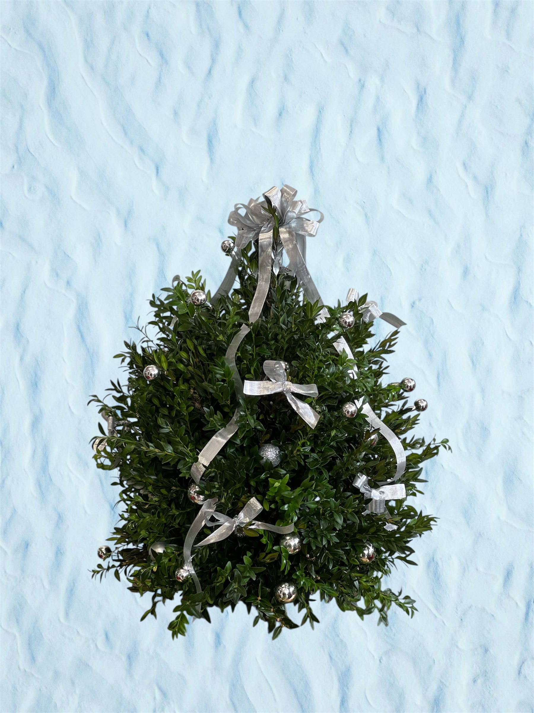 silver bells boxwood christmas tree