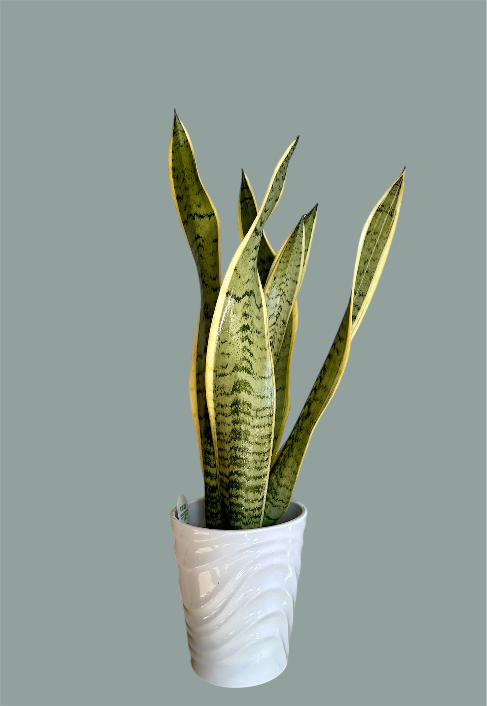 Snake Plant