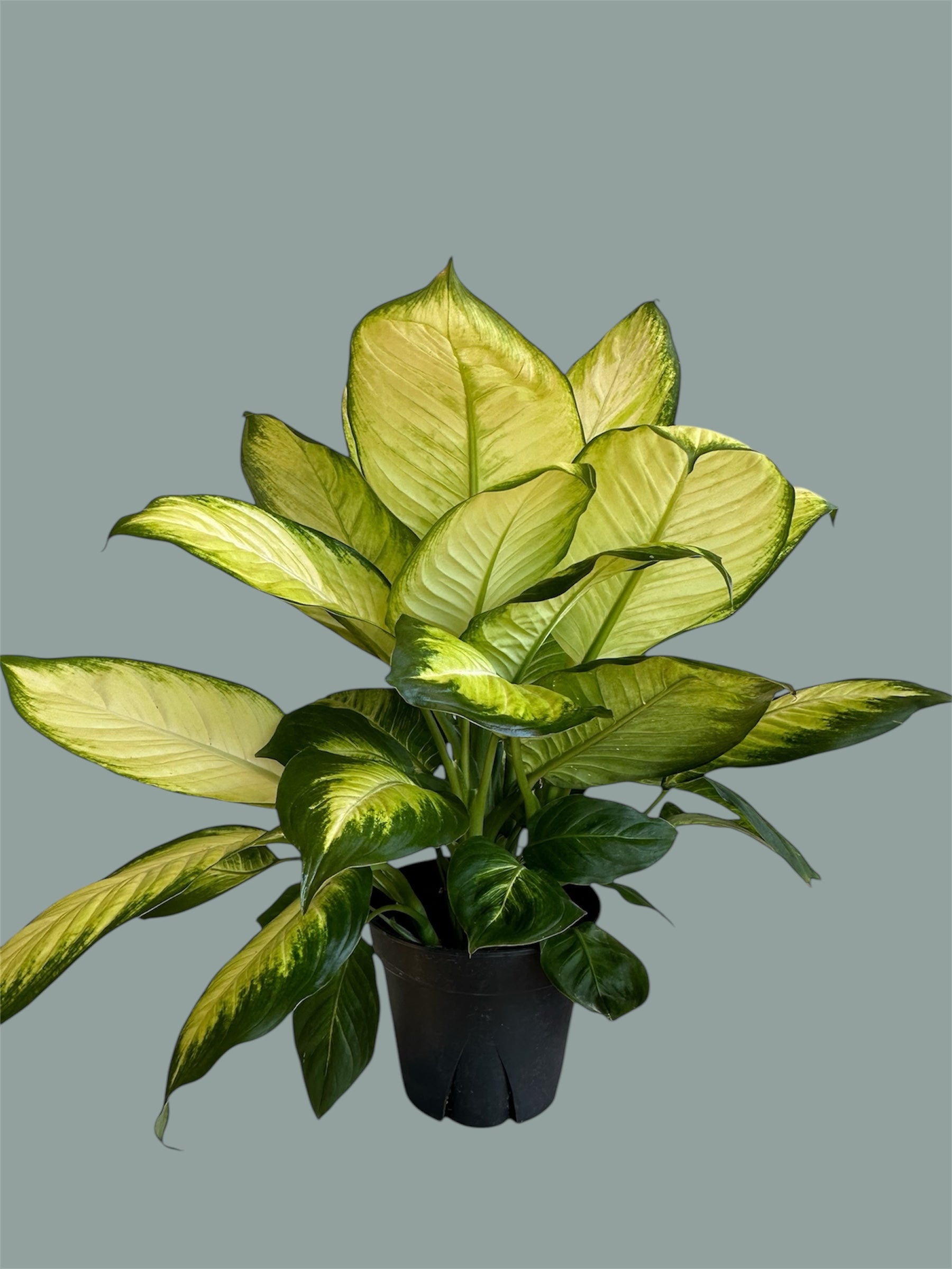 dieffenbachia leopard Leopard Lily