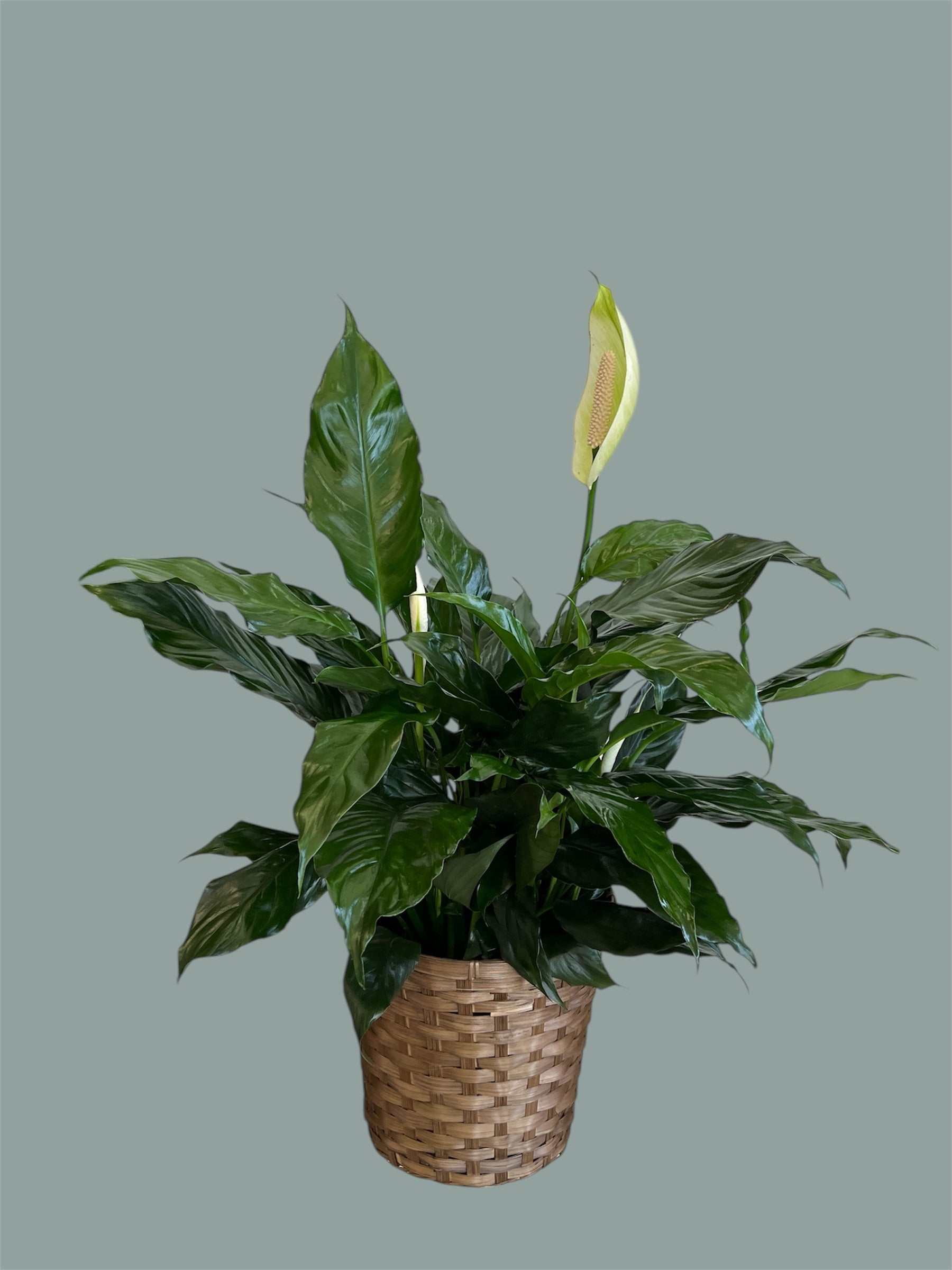 Peace Lily