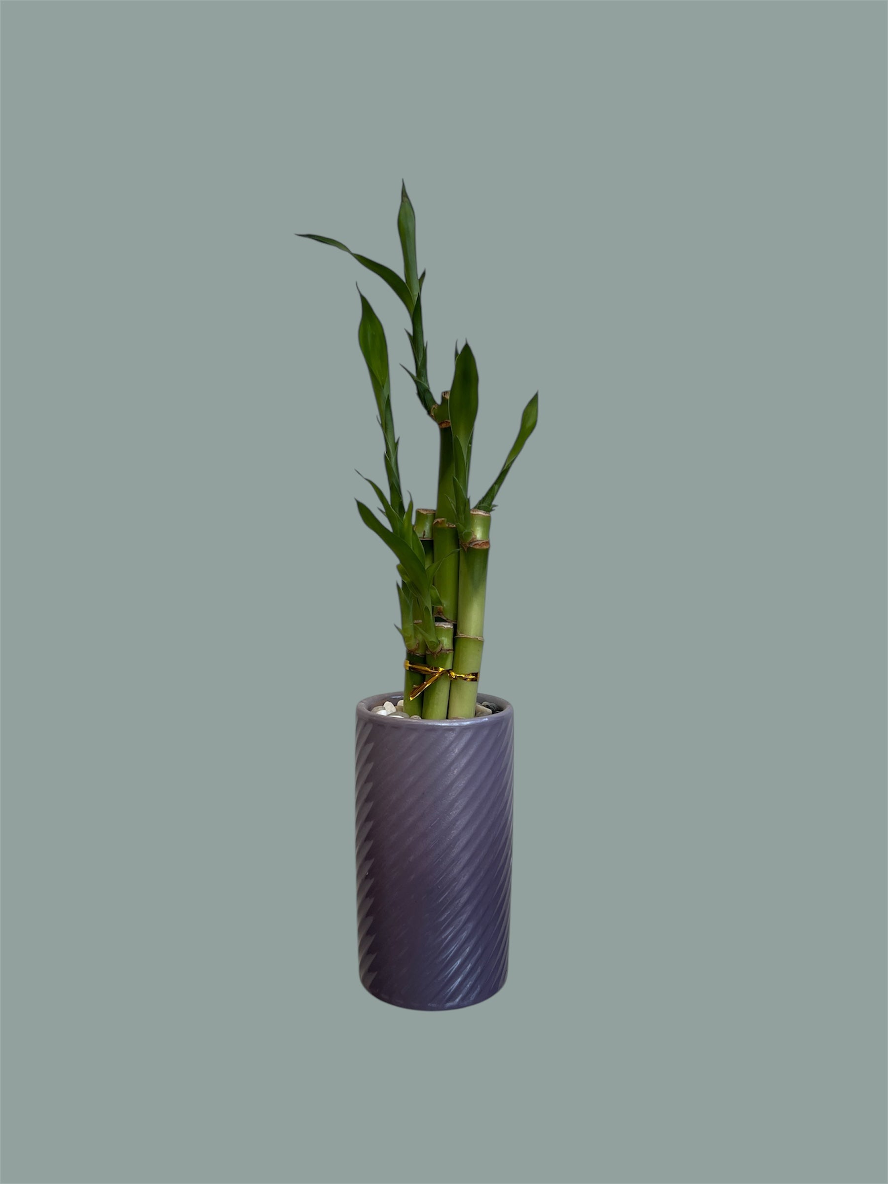 Lucky bamboo