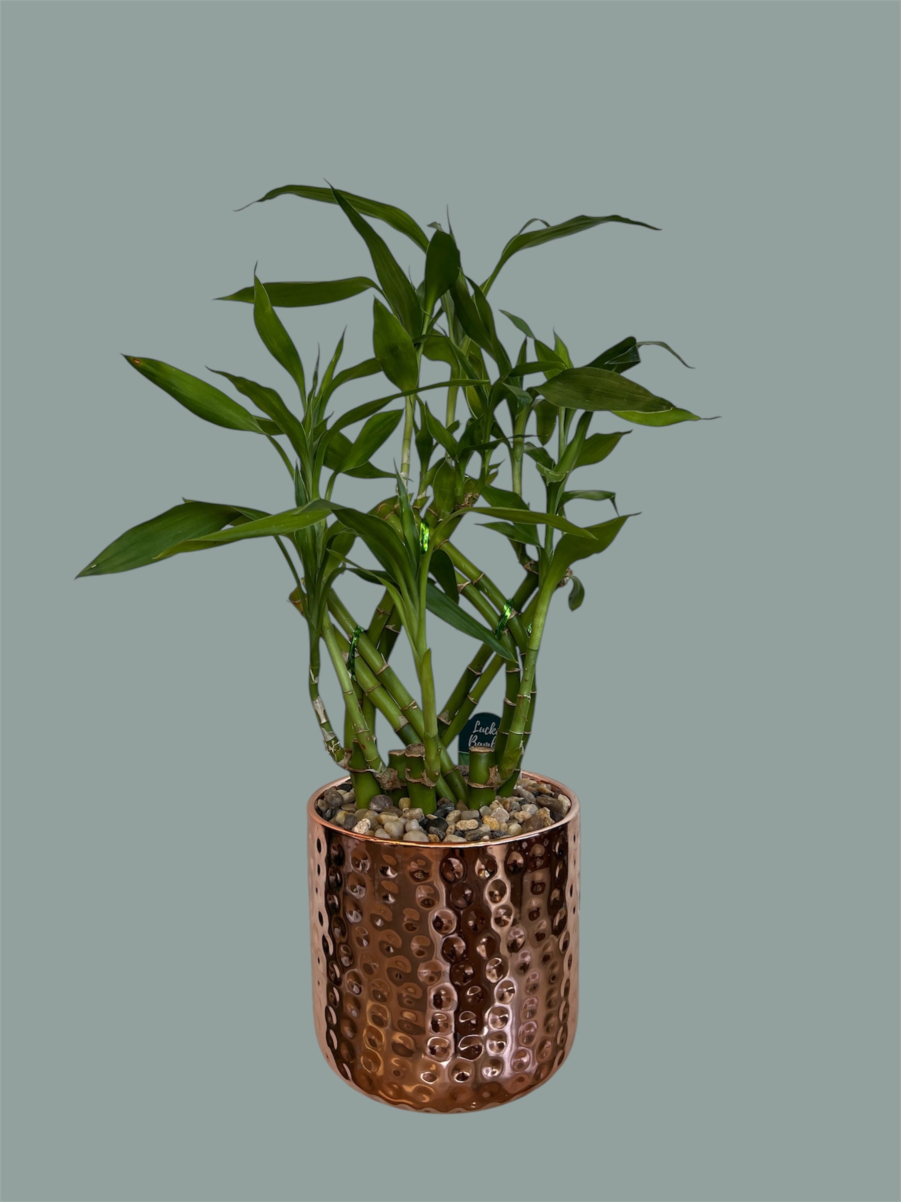 Lucky bamboo