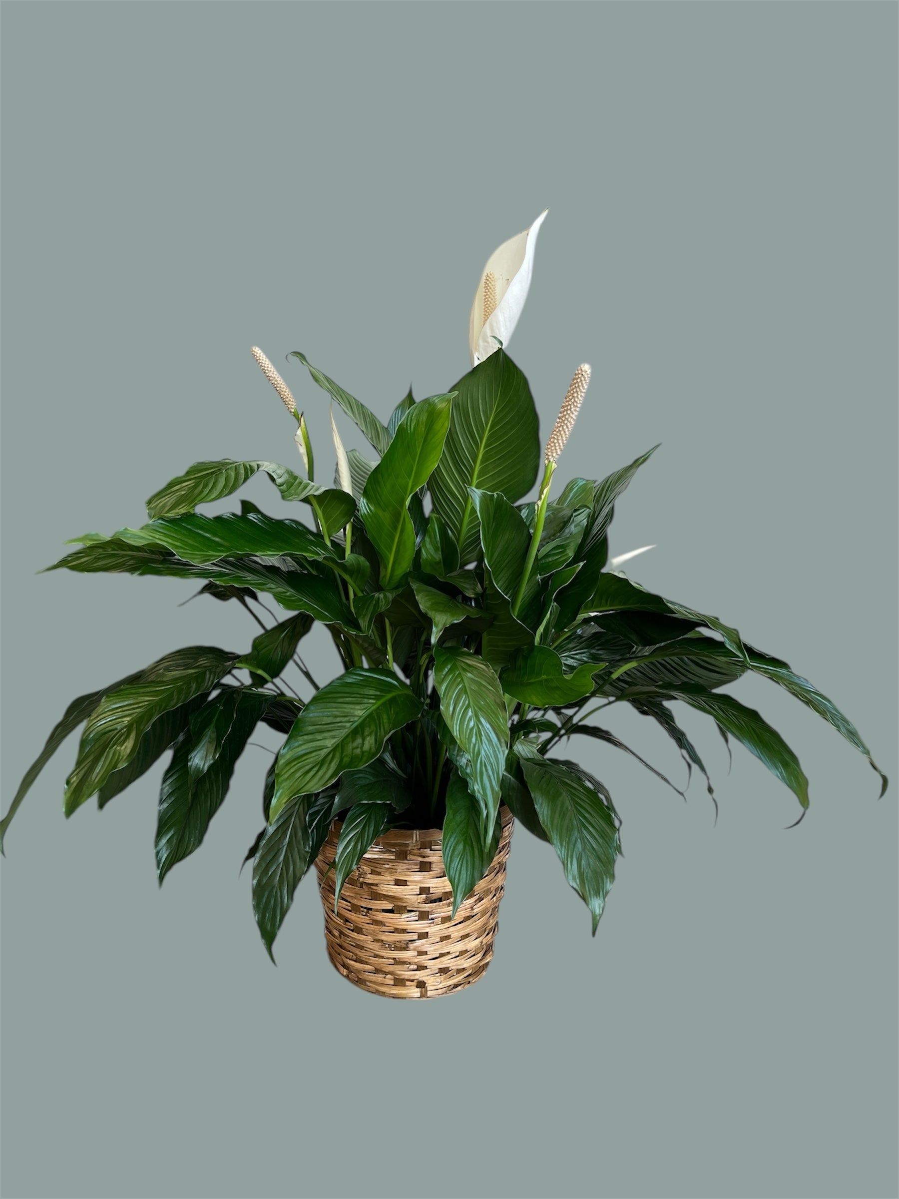 Peace Lily