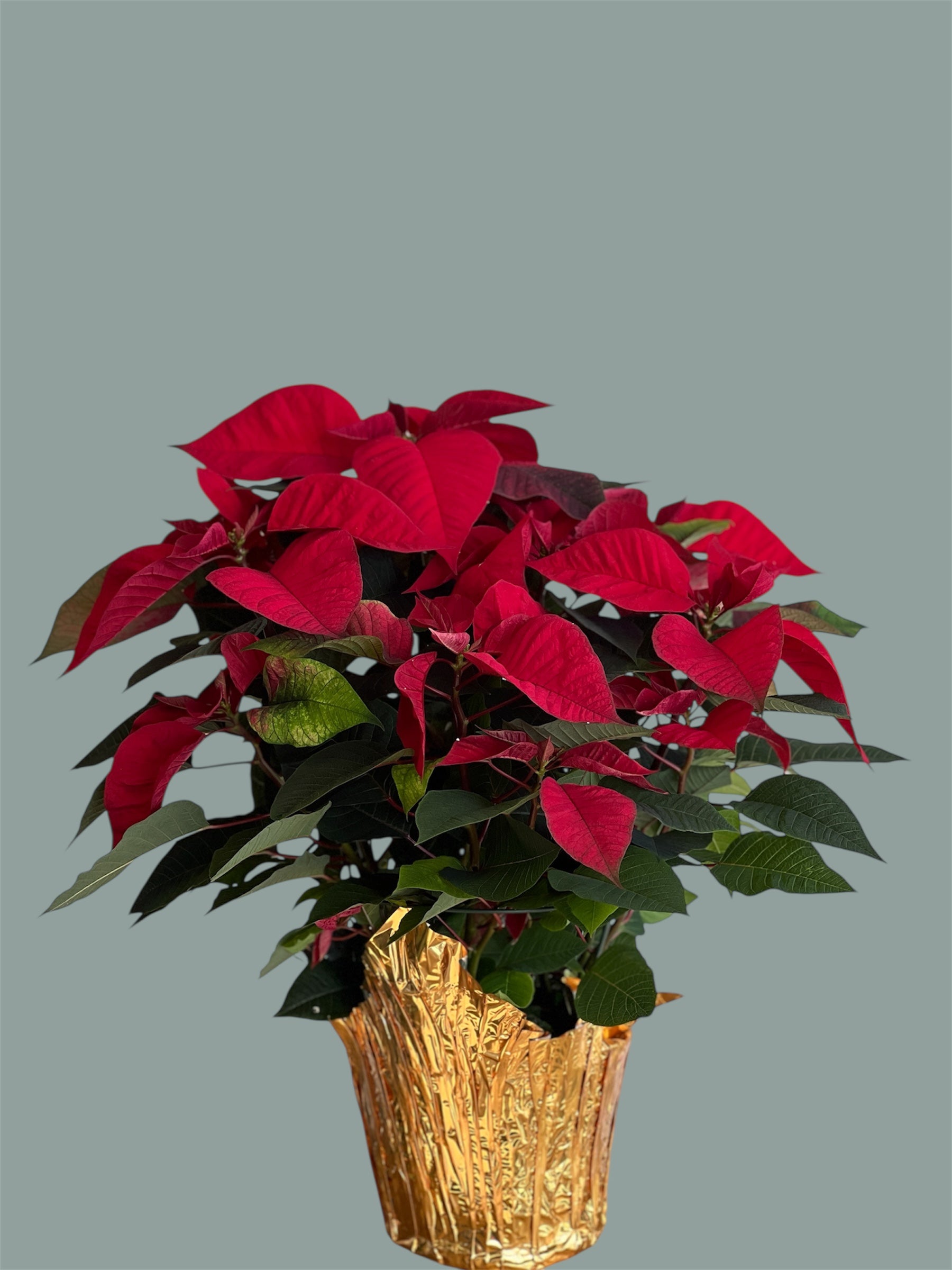poinsettia plant