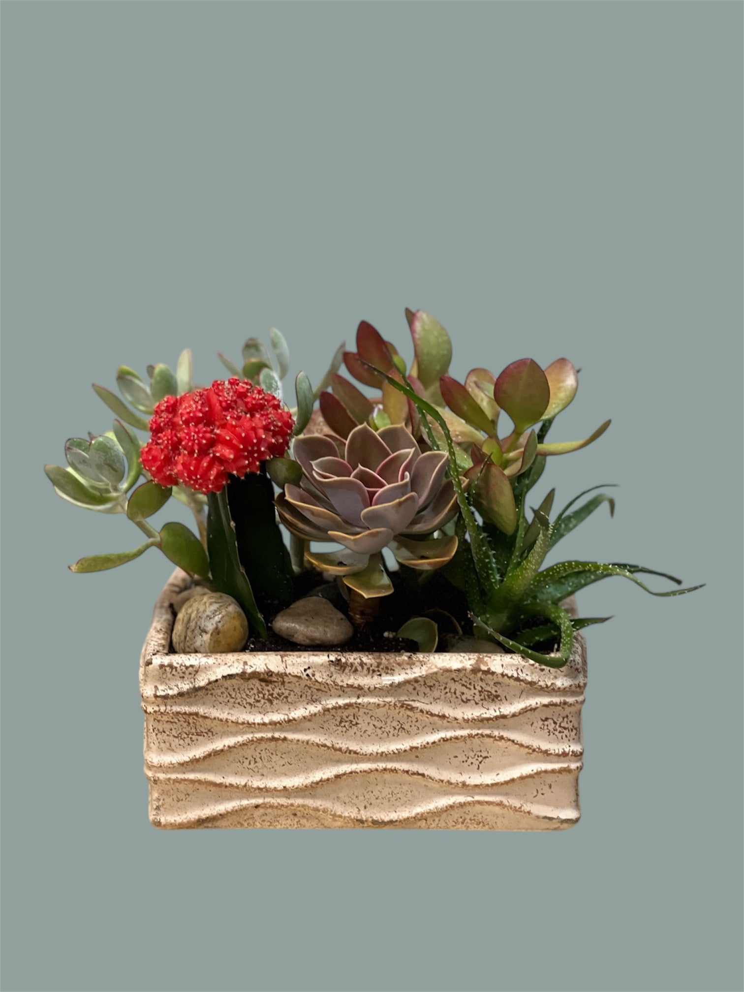 Mystery Succulent Dish Garden