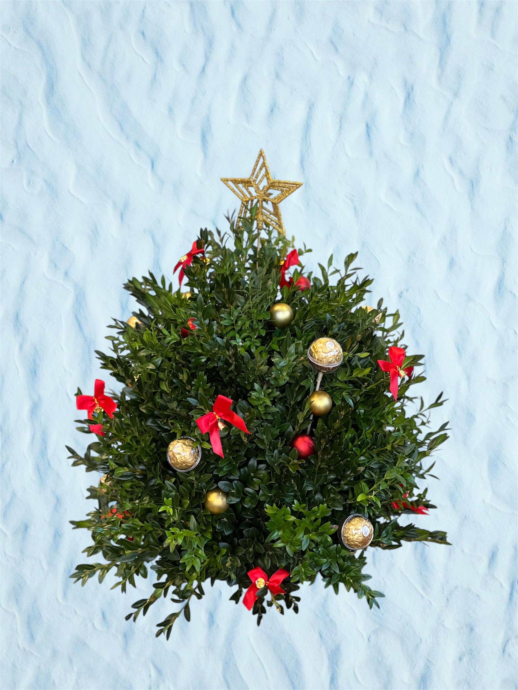 Ferrero Star Boxwood Christmas Tree