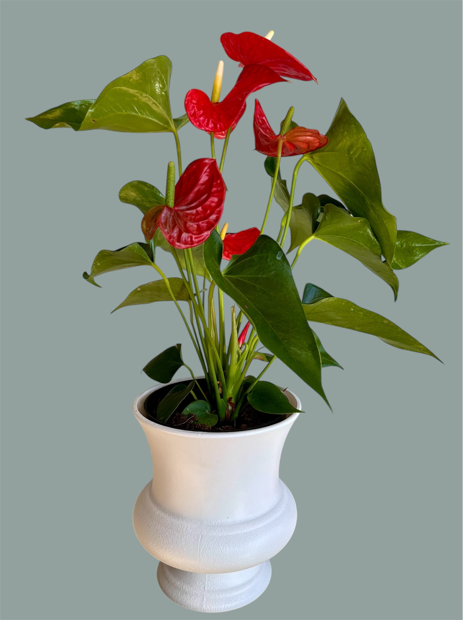 Anthurium