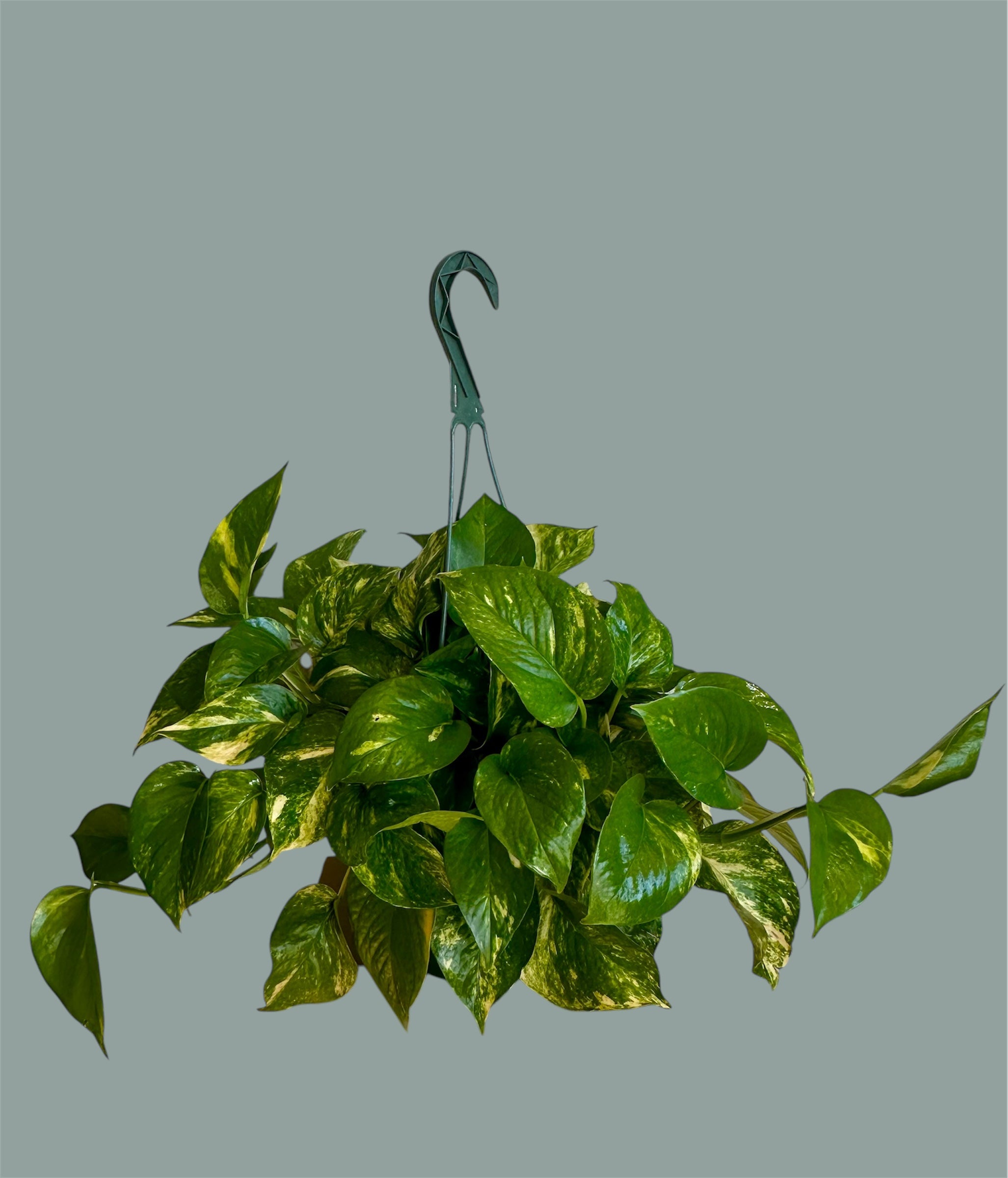 Hanging Pothos