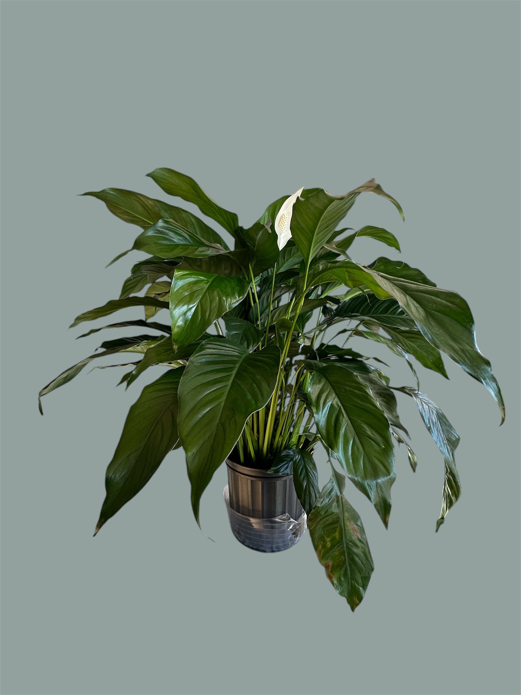 Peace Lily