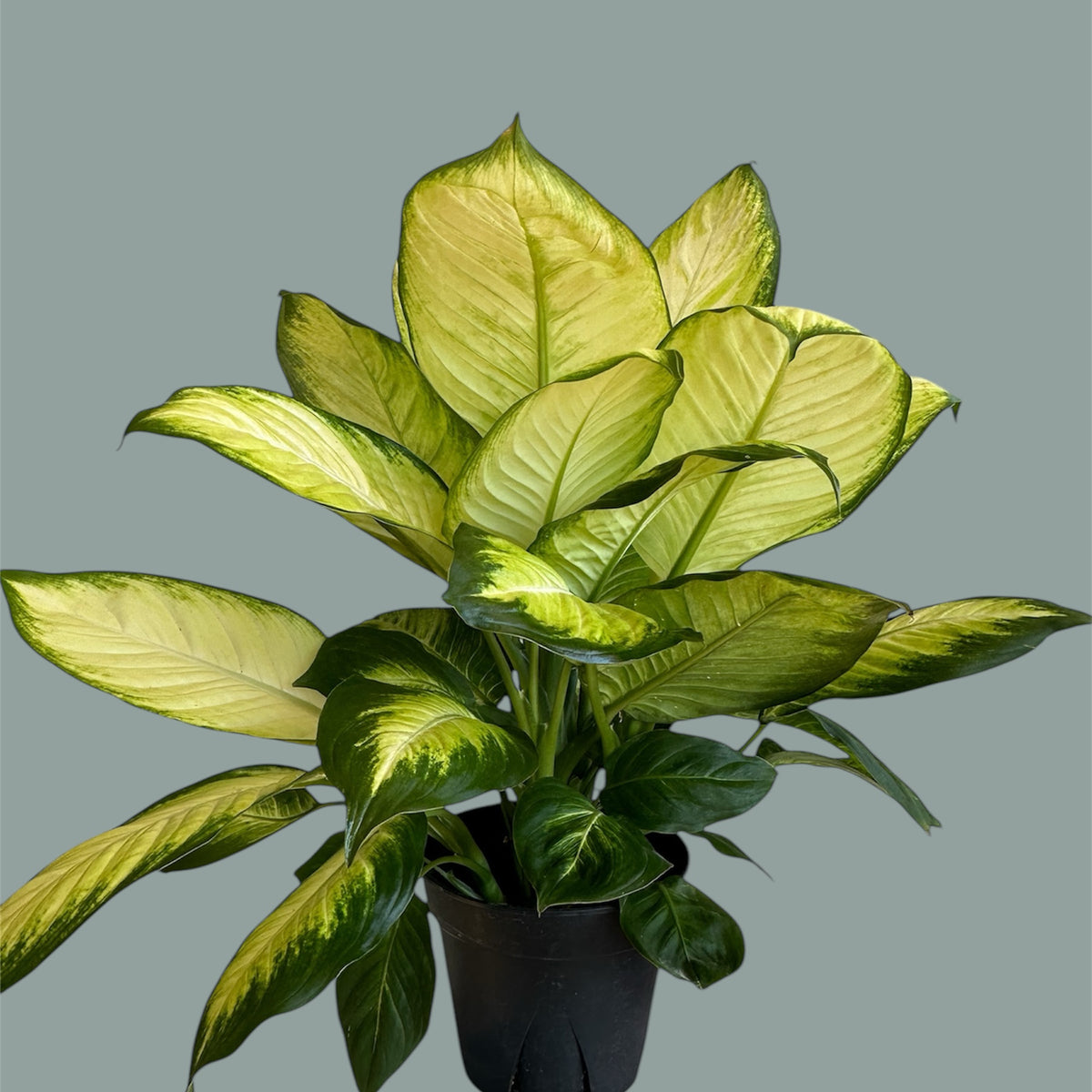 Leopard Lily